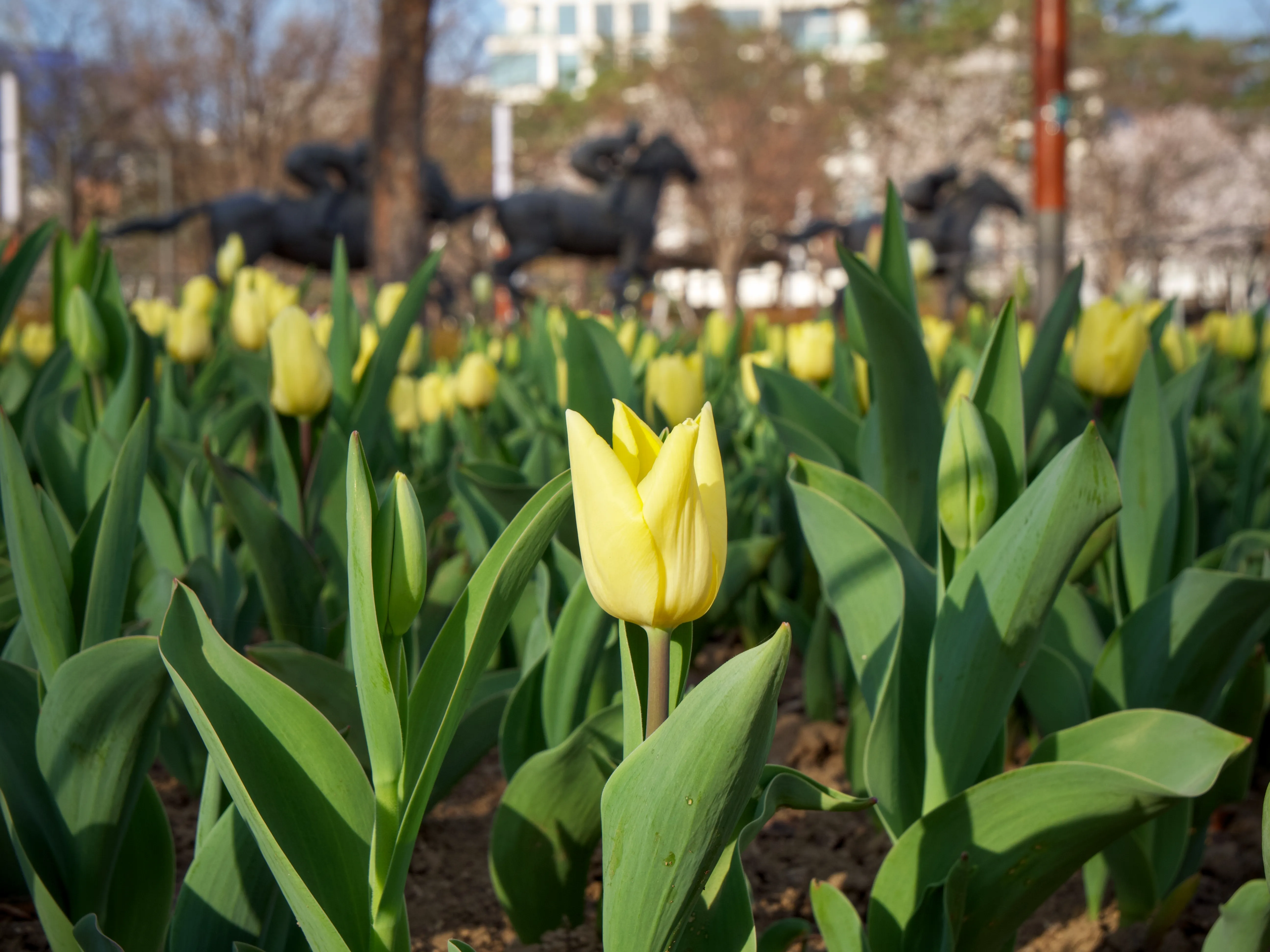 Flowers Blooming Gallery - Picture 11